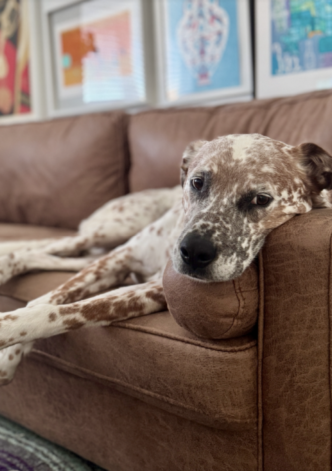 A relaxed spotted dog lying on a brown leather couch, resting its head on the armrest in a cozy living room with colorful wall art in the background.